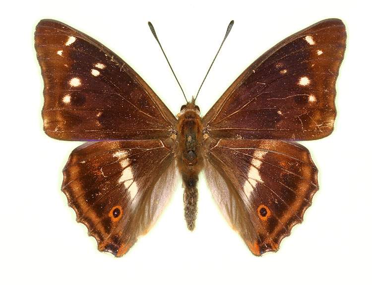 Apatura iris male (aberrant form iolata) (Internet Image property of respective owner, non-commercial use only)